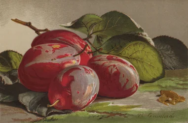 Plums